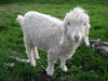 Mohair_goat
